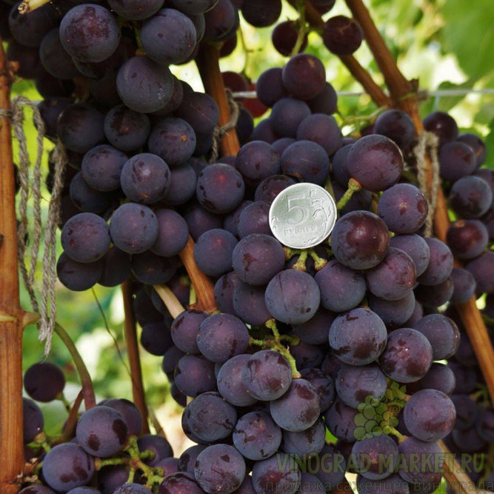 О винограде галбена ноу: описание и характеристики сорта, посадка и уход