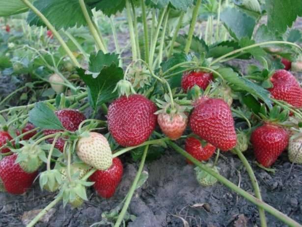 Агротехника выращивания клубники «машенька»: описание сорта, советы по посадке и уходу