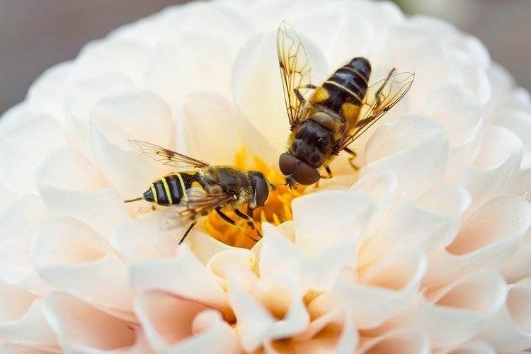 Объединение пчелосемей.
