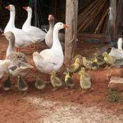 Породы гусей — самые популярные и продуктивные породы для разведения и выращивания в домашних условиях (115 фото и видео)