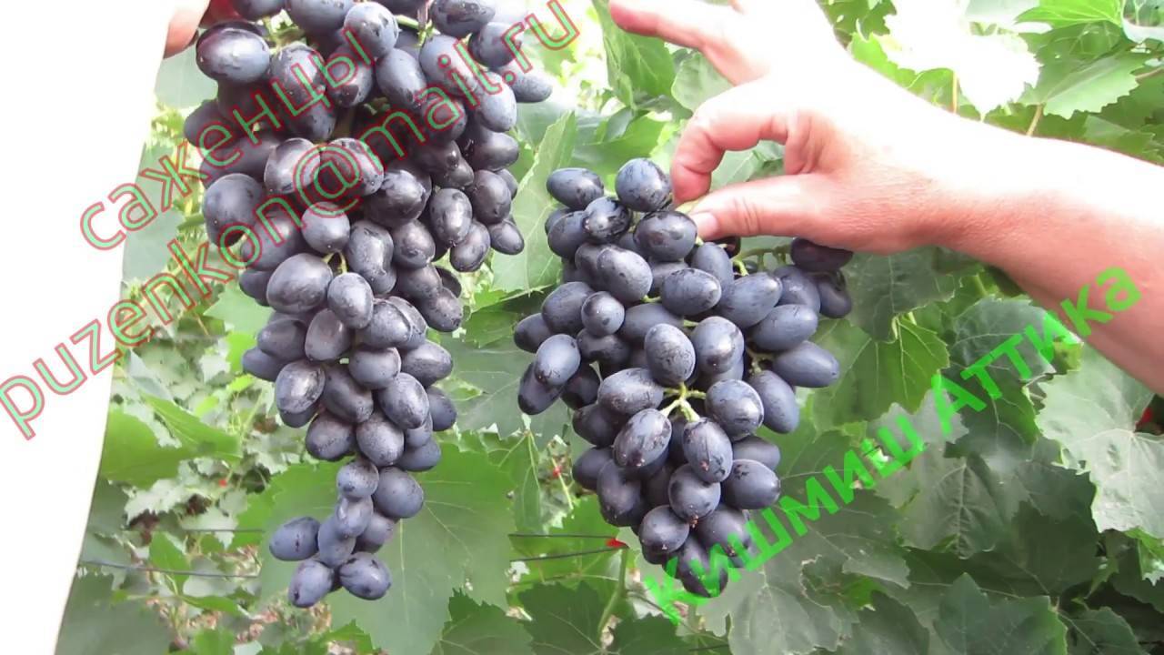 Аттика – бессемянный сорт винограда из греции