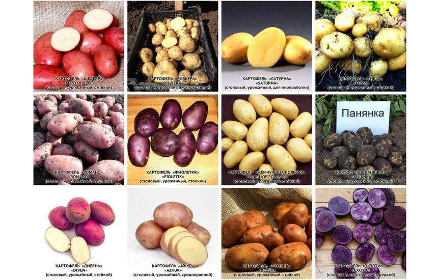 Картофель краса: описание сорта, его характеристика, фото