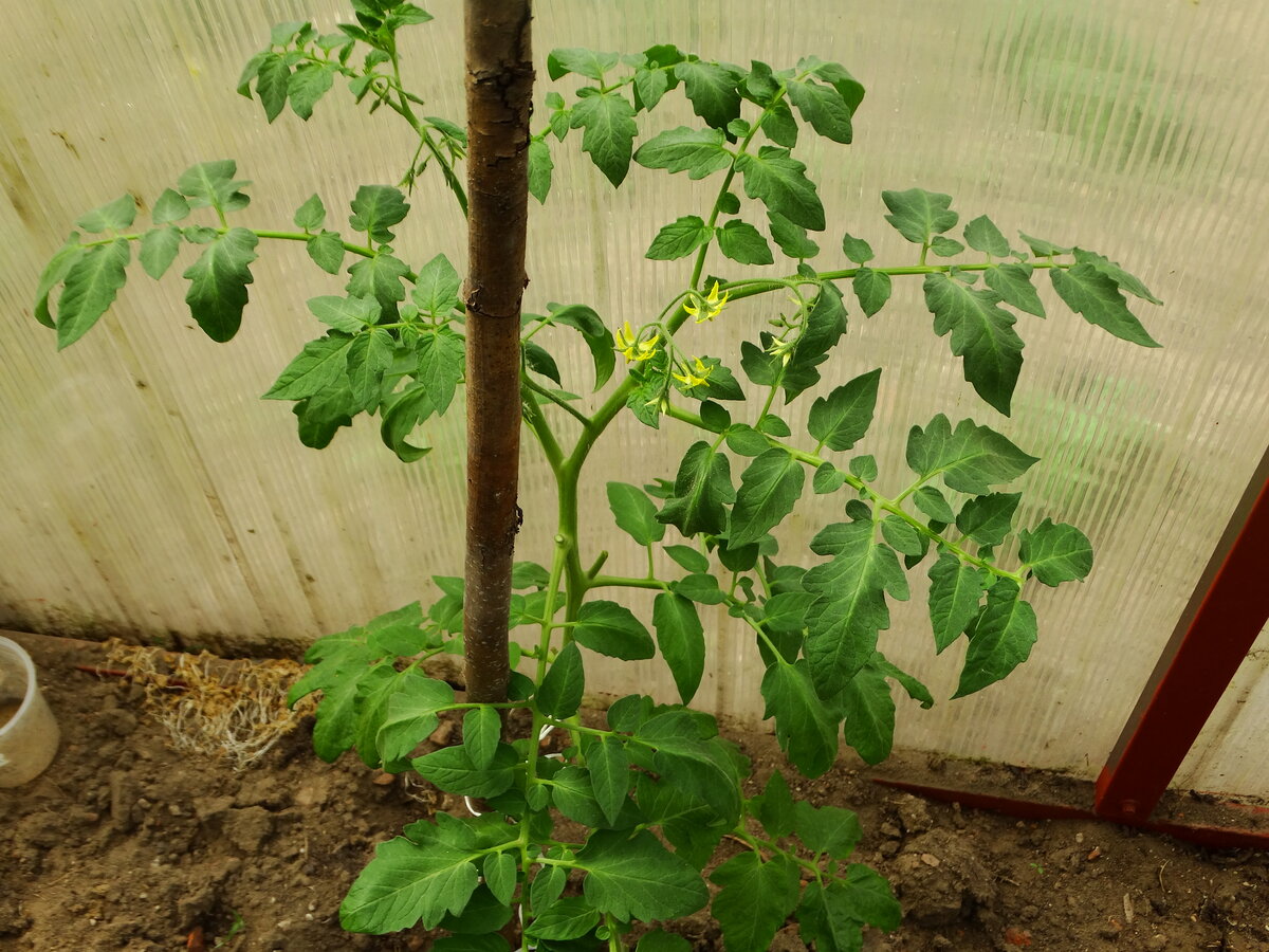 Зачем удалять листья у томатов, и как это делать правильно