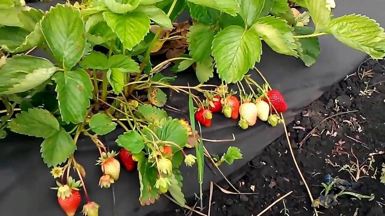 Выращивание клубники от посадки до сбора урожая