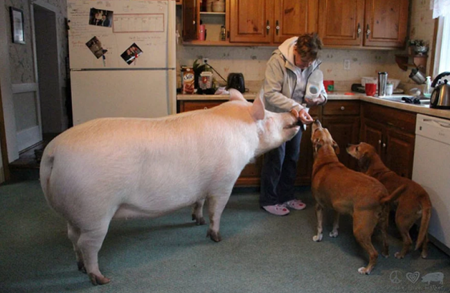 Порода свиней дюрок (36 фото): характеристика поросят, описание взрослых свиней мясной породы. особенности разведения. отзывы владельцев