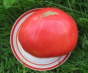 Томат "король королей": описание сорта, характеристики плодов-помидоров, рекомендации по выращиванию и фото-материалы