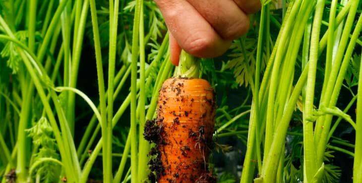 Посев моркови в открытый грунт весной, как и когда нужно сеять семена