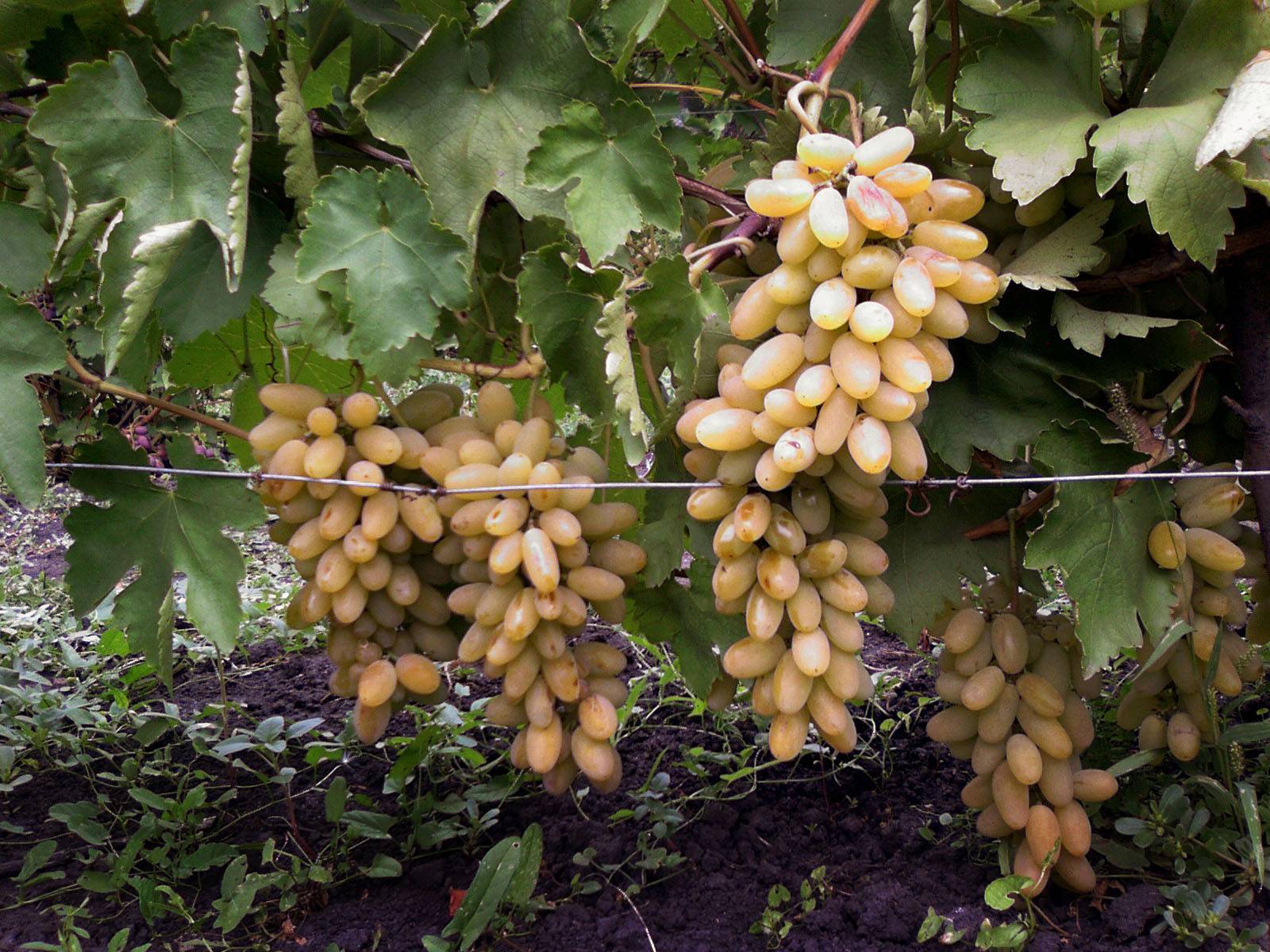 Виноград тимур розовый — ягоды грибы