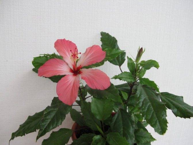 Комнатный гибискус (56 фото): уход за китайской розой в домашних условиях. выбор грунта для цветка. как заставить растение цвести зимой? в какой горшок его посадить?