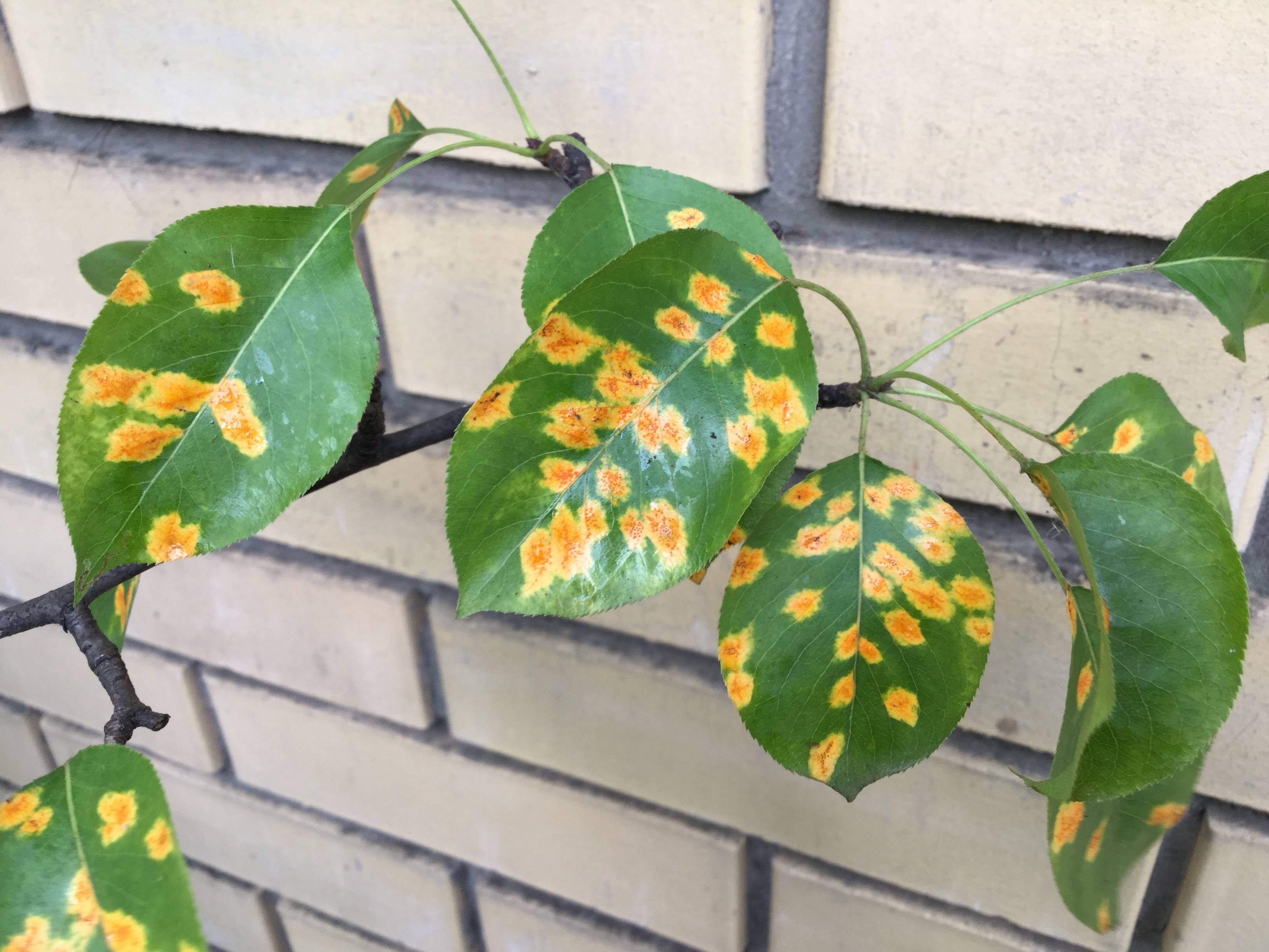Чем лечить ржавчину на листьях груши: как бороться с болезнью, чем опрыскивать