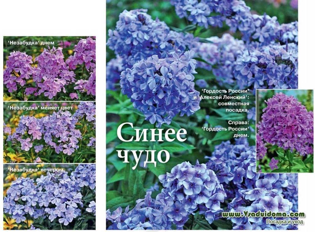 Топ-55 цветов и растений голубого цвета для вашего дома и сада. комнатные и уличные, многолетние и однолетние (85+ фото & видео) +отзывы