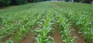 Кукурузный силос: проблемы и решения