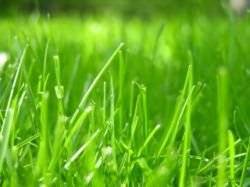 Травы для газона – какие бывают и что выбрать