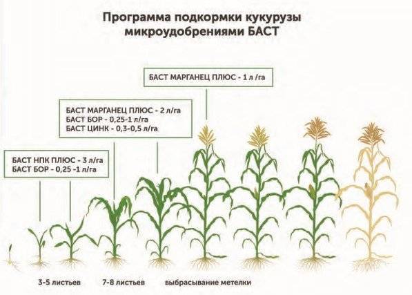 Стратегия подкормки кукурузы