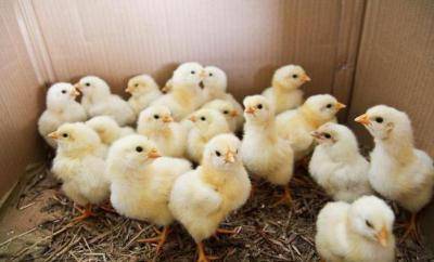 Как вывести цыплят в инкубаторе в домашних условиях