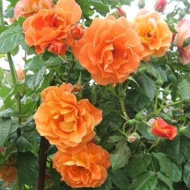 Посадка розы вестерленд в своем саду