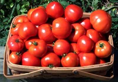 Ультраскороспелые сорта томатов