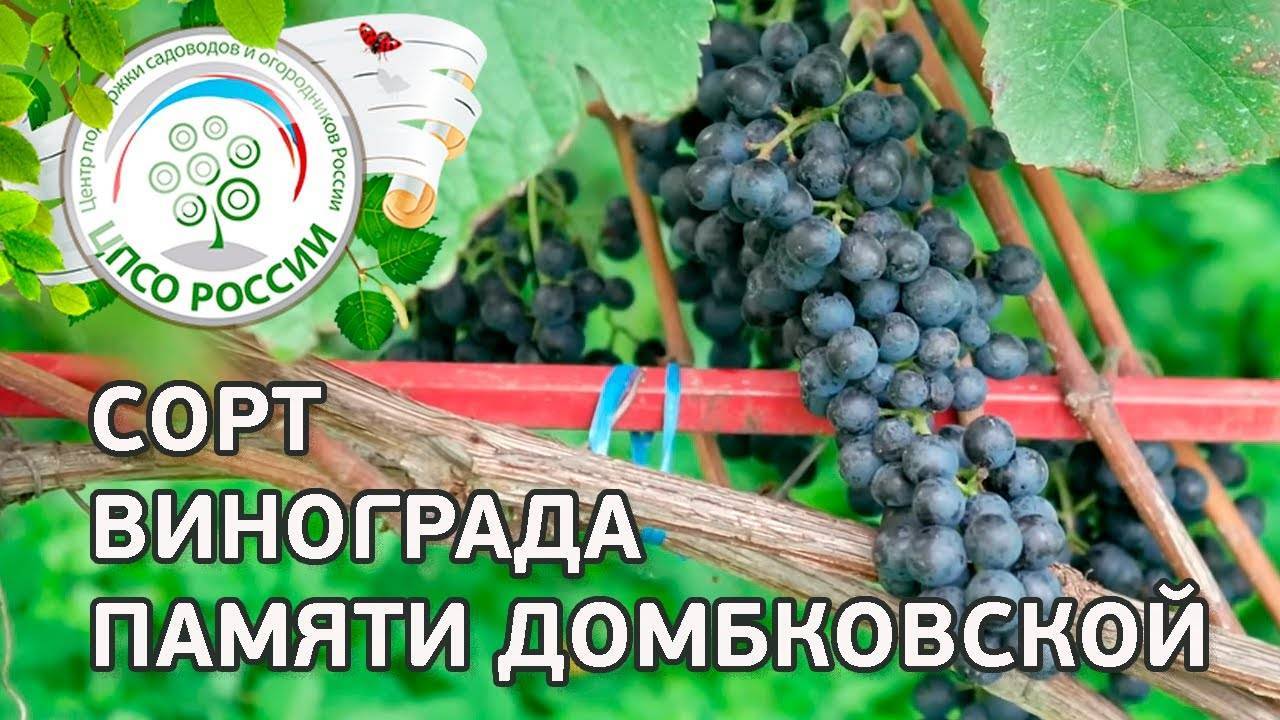 Описание винограда памяти домбковской