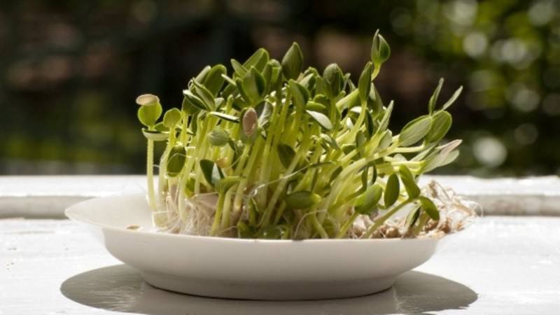 Рассада огурцов: выращивание в домашних условиях, как ее вырастить здоровой и крепкой пошагово с фото