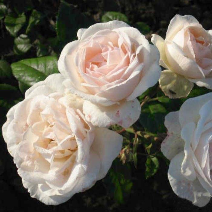 Роза амалия. описание сорта розы «амелия» с отзывами и фото роза амелия ренессанс