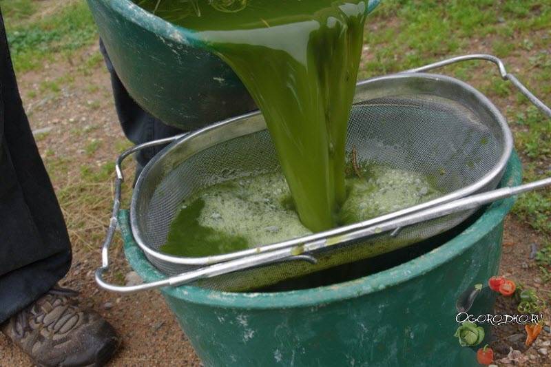 Как сделать подкормку рассады крапивой: все об удобрении растений