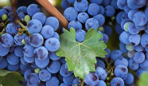 Сажаем виноград весной правильно: когда и как высаживать саженцы в грунт — инструкция для начинающих