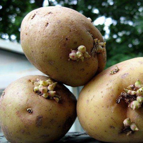 Яровизация картофеля: что это такое, как сделать перед посадкой дома