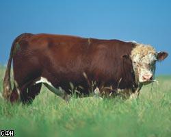Разведение бычков на мясо в домашних условиях
