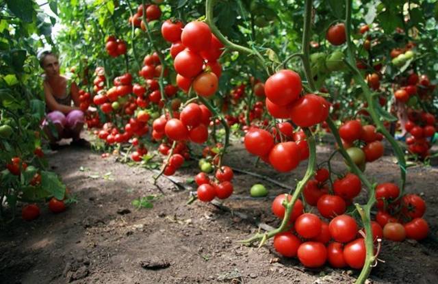Азбука выращивания рассады помидоров от а до я