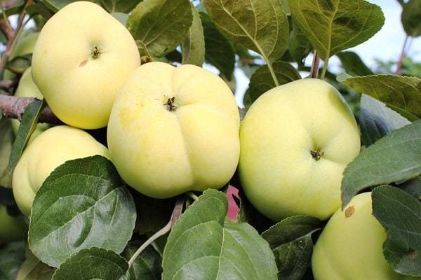 Яблоня сорта народное — ароматный осенний подарок