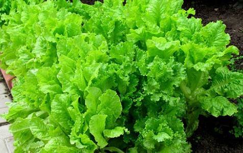 Цикорий салатный (эндивий): фото, польза и вред, выращивание из семян, когда сажать