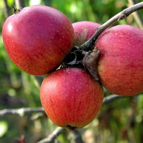 Основные характеристики и особенности выращивания яблони сорта «беркутовское»