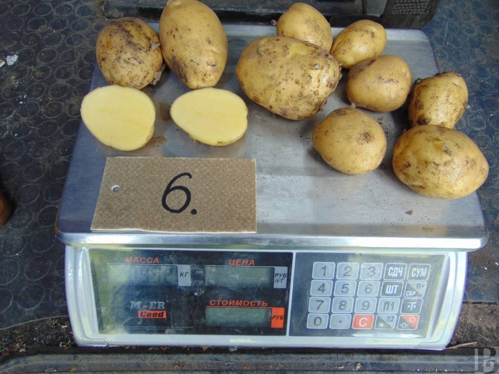 Биологические особенности картофеля, технология его возделывания
