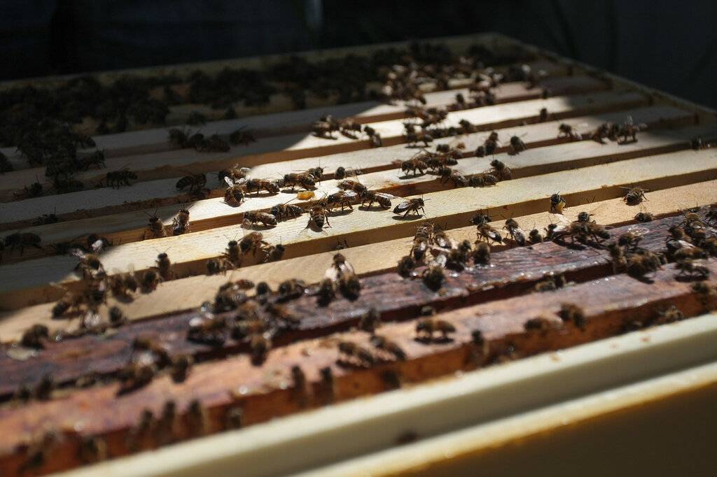 Почему мед не засахарился через год: что это значит, натуральный ли он