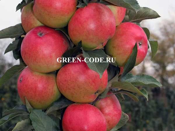 Сорт яблони мартовское