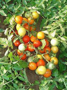 Веселый Гном: описание сорта томата, характеристики помидоров, посев
