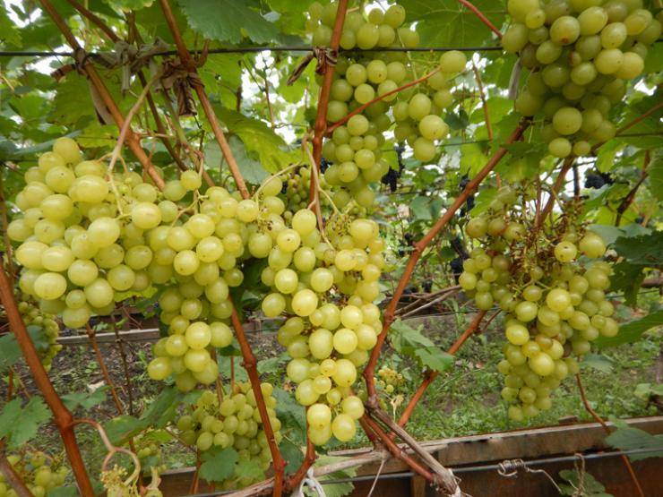 Сорт винограда «алешенькин», описание с фото и видео