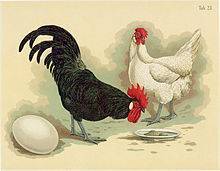 Куры минорка: описание породы и фото, характеристики, содержание и выращивание куриц белой разновидности