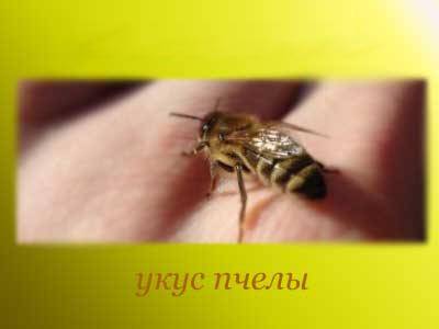 Пчелиный яд – свойства и лечение