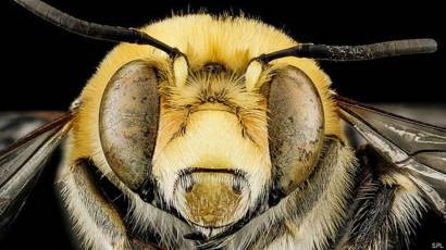 Воровство на пасеке и борьба с ним | практическое пчеловодство