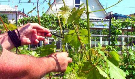 Шпалера для винограда — пошаговая инструкция, как сделать своими руками. обзор популярных конструкций + 90 фото