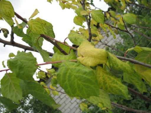 Болезни лилейника (14 фото): что делать, если желтеют листья? борьба с причинами. почему кончики листьев сохнут летом?
