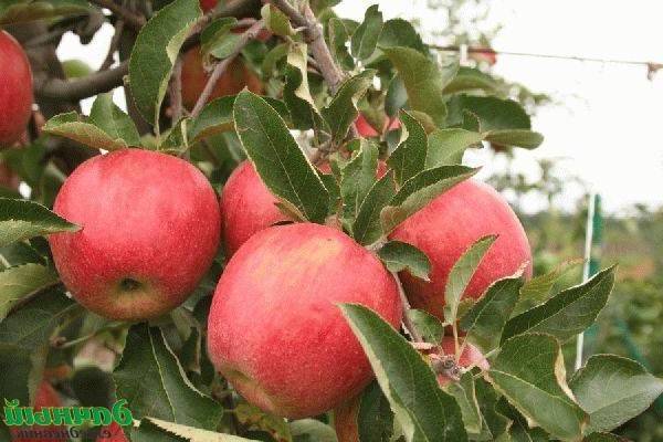 Почему яблоня плодоносит через год? периодическое плодоношение, почему возникает