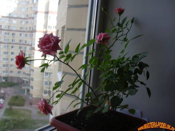 Как вырастить розу из черенка в домашних условиях: как размножать из срезанной, правильно посадить в горшок, развести, укоренение и уход за комнатным цветком, фото