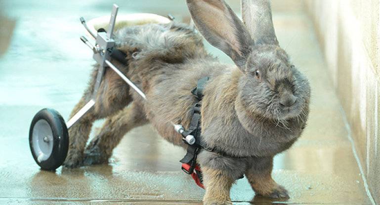 У кроликов отказывают задние лапы — что делать: почему, причины паралича