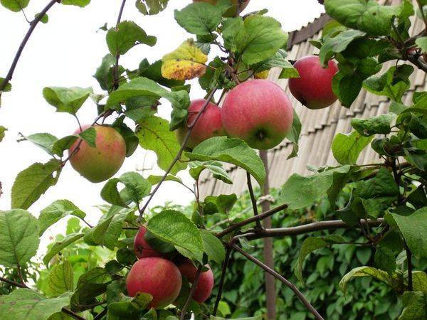 Сорт яблони краса свердловская – описание, фото