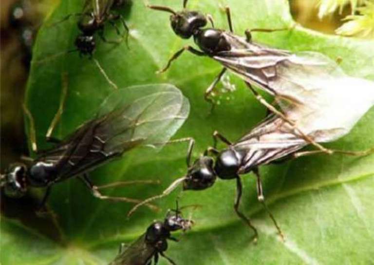 Инсектициды — применение и классификация
