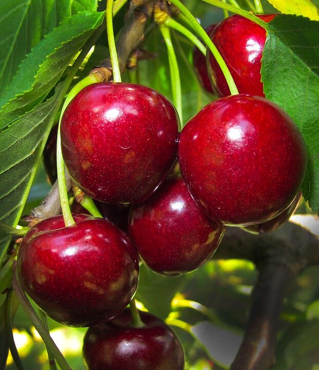 Как избавиться от вишнёвой мухи, вишнёвого долгоносика, так же их личинок в черешне и вишни, что делать с ягодами