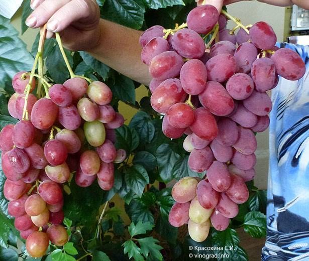Виноград анюта: особенности сорта и советы по уходу