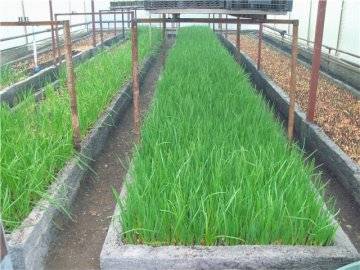 Все о посадке лука на зелень в теплице: методы выращивания зеленого лука